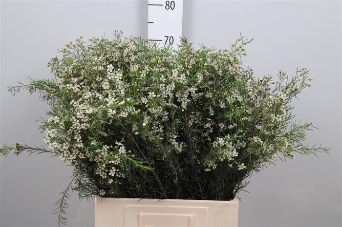 <h4>Chame Un Ofir</h4>