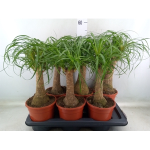 Beaucarnea recurvata