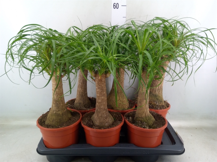 <h4>Beaucarnea recurvata</h4>