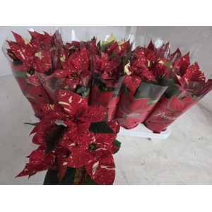 EUPHOR P SUP NEW GLI