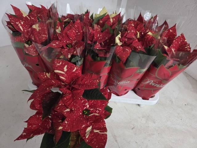 <h4>EUPHOR P SUP NEW GLI</h4>