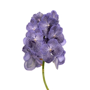 Vanda Blue Spot