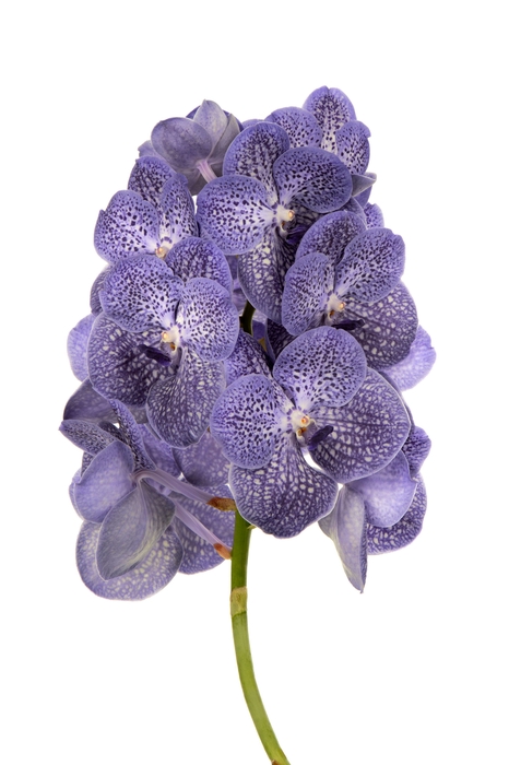 <h4>Vanda Blue Spot</h4>