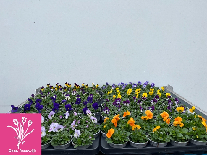 <h4>VIO CO MIXK</h4>