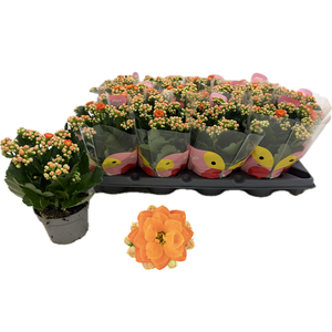 KAL GE R FLOW STINNA