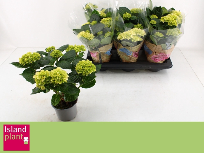 <h4>HYDR M HI WHITE SUN</h4>