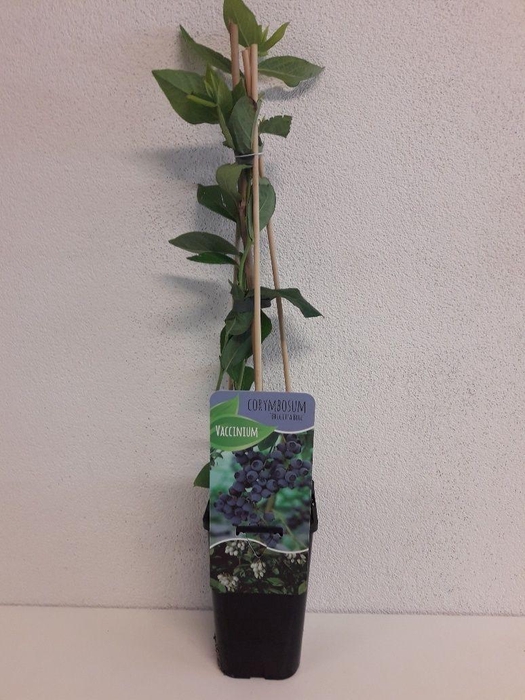 <h4>Vaccinium corymbosum 'Brigitta Blue'</h4>