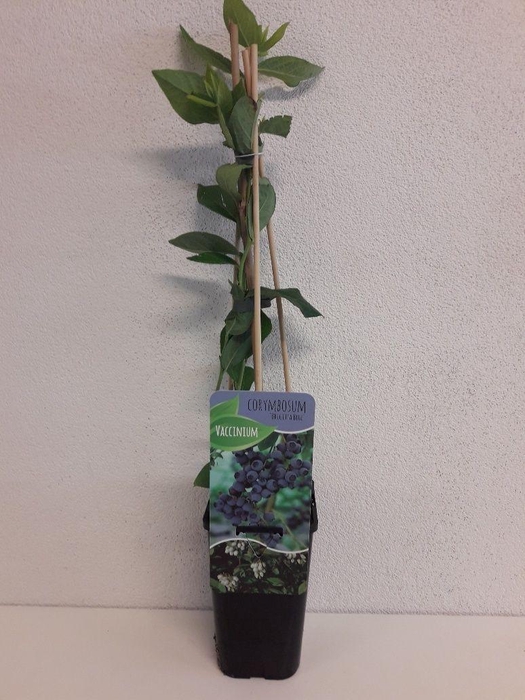 <h4>Vaccinium corymbosum 'Brigitta Blue'</h4>