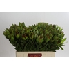 Leucadendron Goldstrike