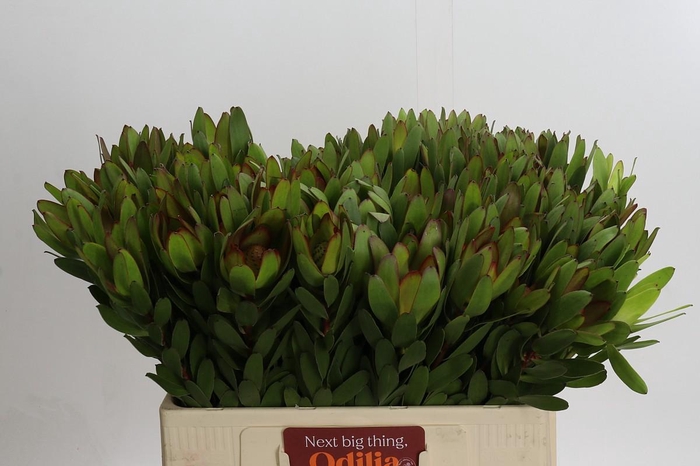 <h4>Leucadendron Goldstrike</h4>