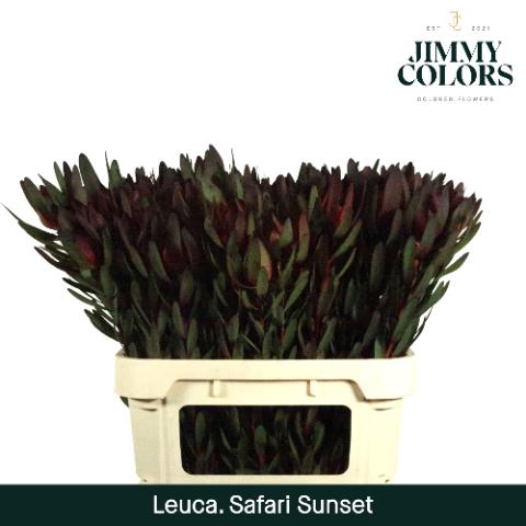 <h4>LEUCAD SAF SUNSET Naturel</h4>