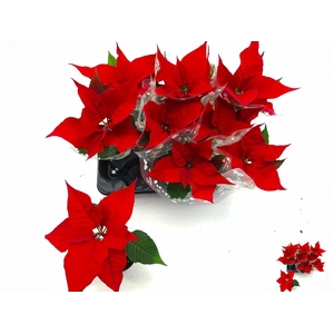 EUPHOR P CHR UNIVERS