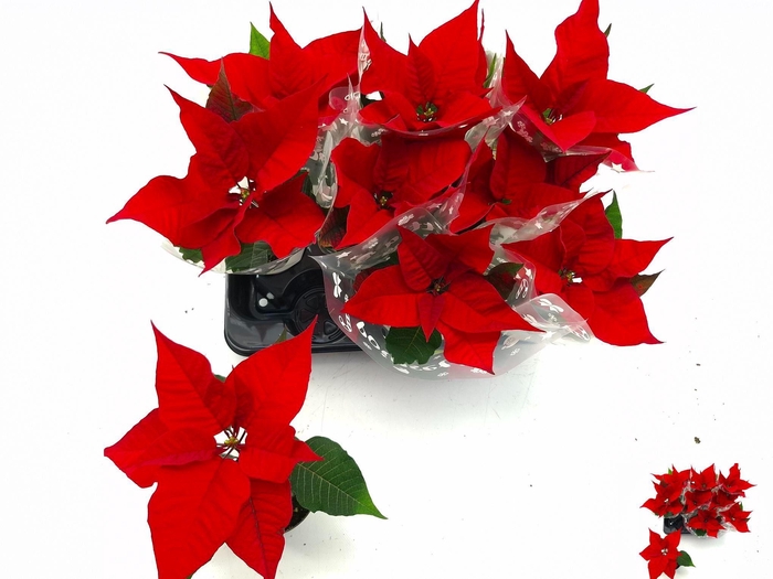 <h4>EUPHOR P CHR UNIVERS</h4>