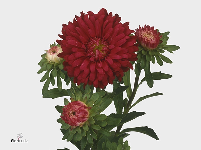 Callistephus Mats Scharlaken