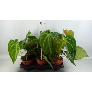 Anthurium   ...