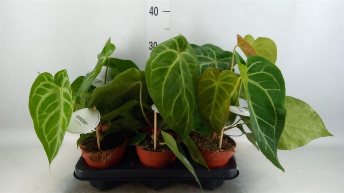 <h4>Anthurium   ...</h4>