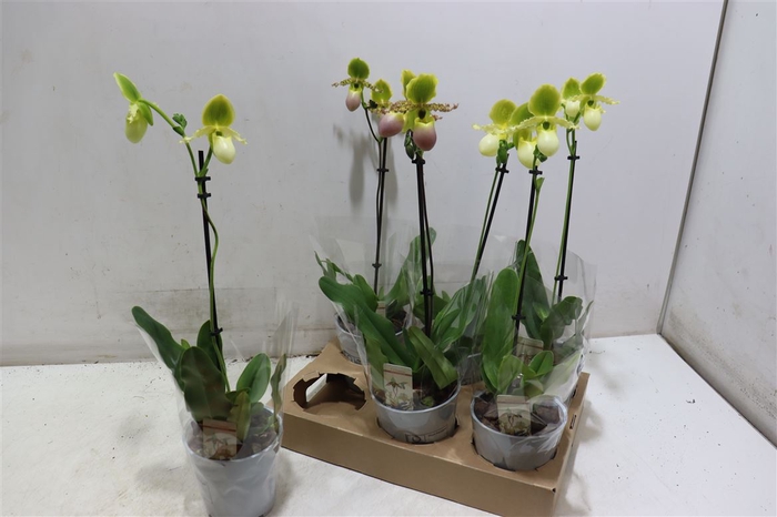 <h4>Paph Multiflower Gem</h4>