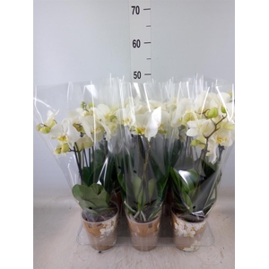 Phalaenopsis   ...white