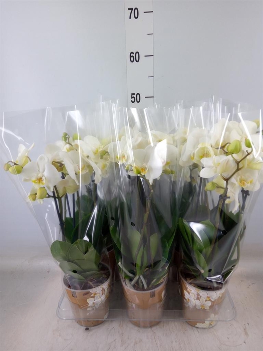 <h4>Phalaenopsis   ...white</h4>
