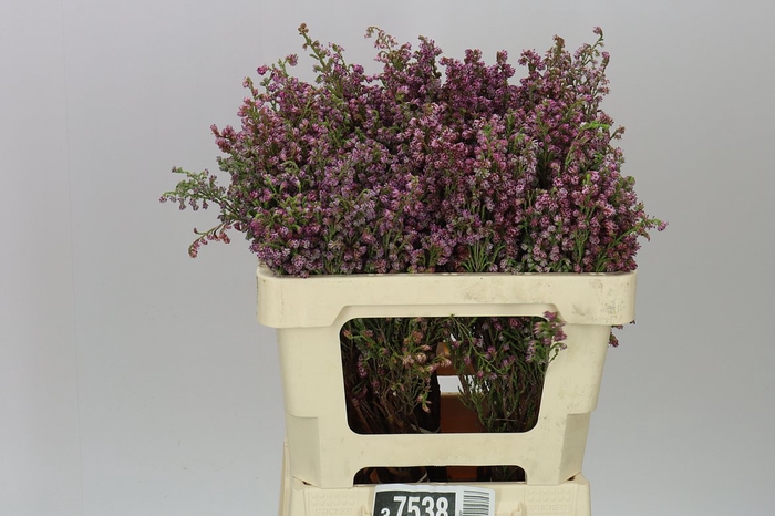 <h4>Erica Pink</h4>