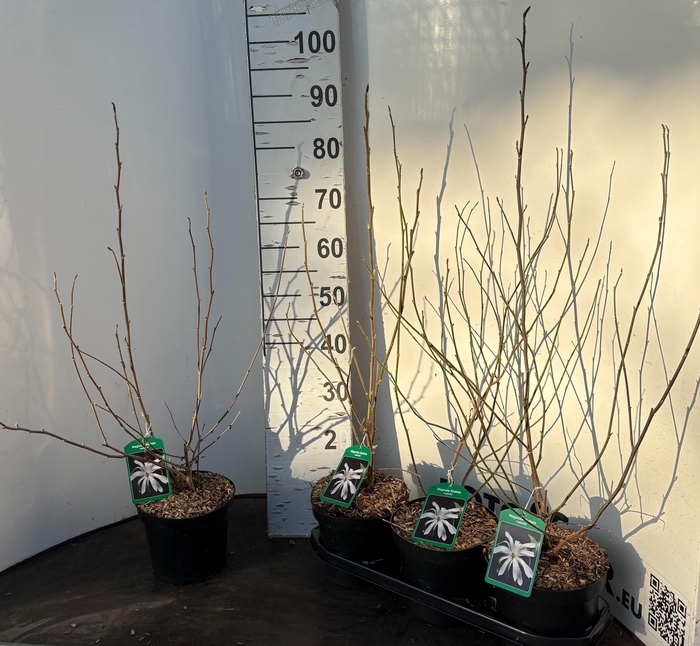 <h4>MAGN ST WATERLILY</h4>