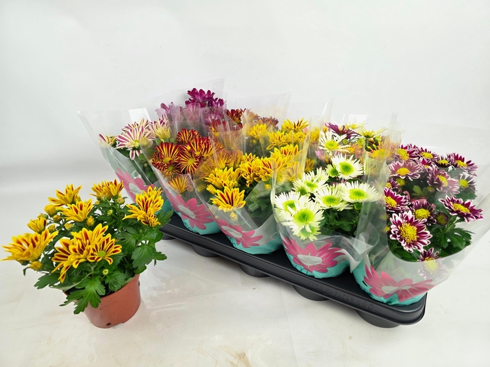 <h4>CHRYS GEM 7 KL</h4>