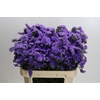 Limonium Martin Blue