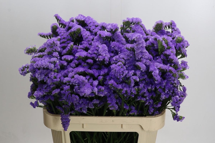 Limonium Martin Blue