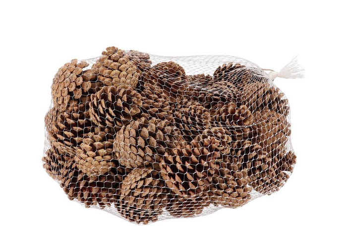 Nature Austrian Pinecone Natural P/1kg