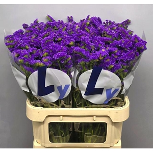 LIM S CRYST DARK BLU