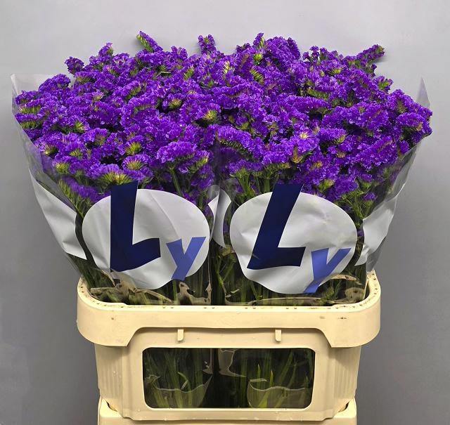 <h4>LIM S CRYST DARK BLU</h4>