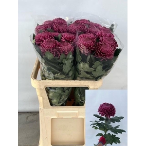 CHR G BIGOUDI PURPLE