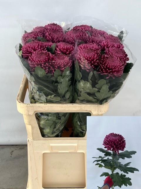 <h4>CHR G BIGOUDI PURPLE</h4>