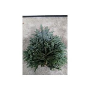 Abies Nobilis Witband