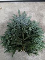 <h4>Abies Nobilis Witband</h4>
