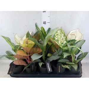 Aglaonema   ...