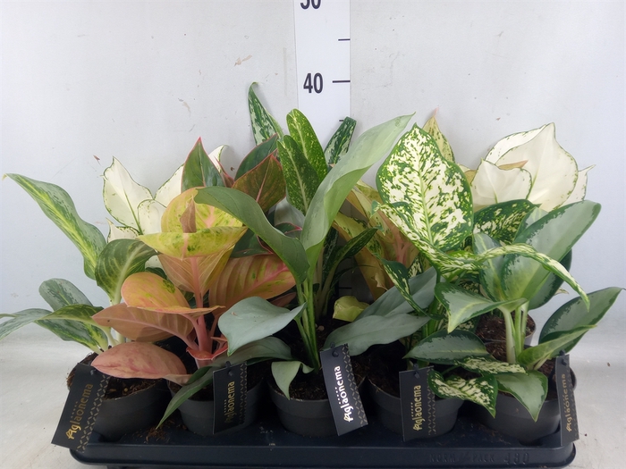 Aglaonema   ...