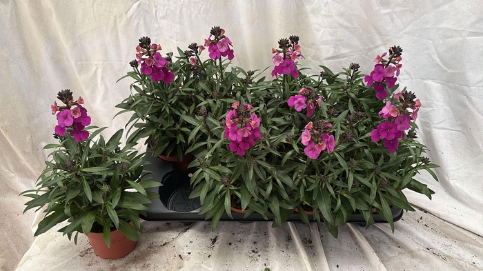 <h4>ERYS LINIFOLIUM</h4>