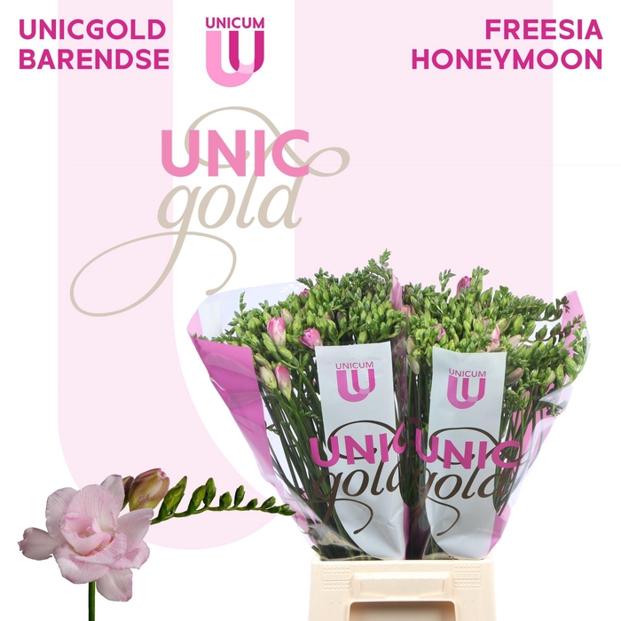 <h4>UG Barendse - Honeymoon 10x10</h4>