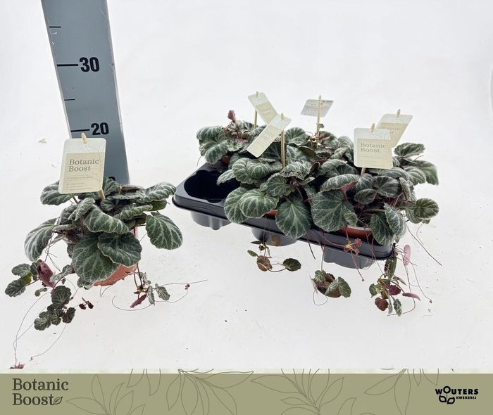 <h4>SAXI STOLONIFERA</h4>