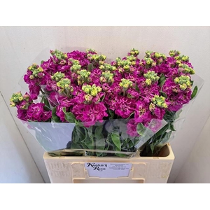 MATTH STOX DEEP ROSE