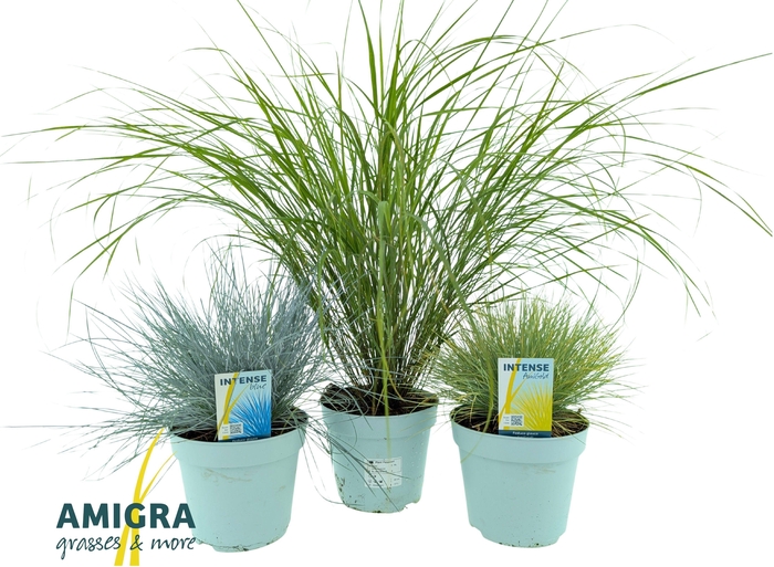 <h4>Siergrassen mix 17cm</h4>