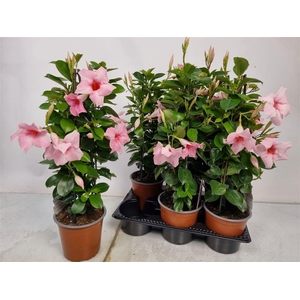 MANDE SUN PINK