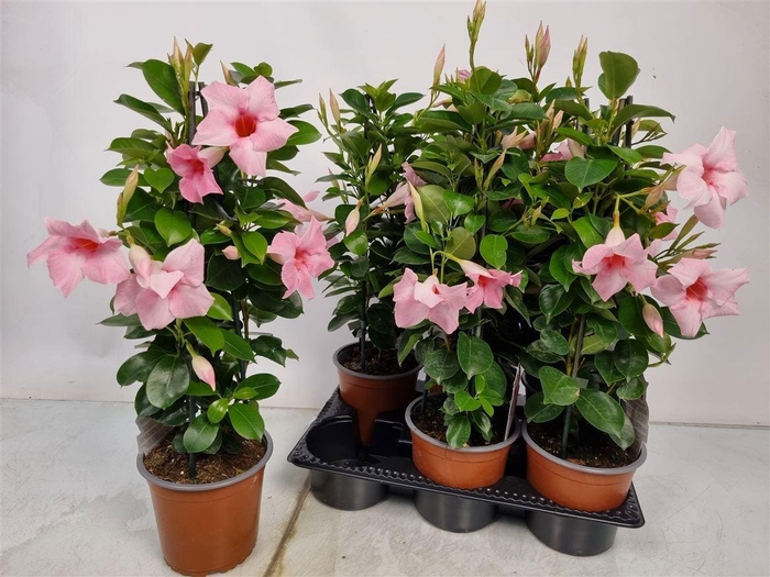 <h4>MANDE SUN PINK</h4>