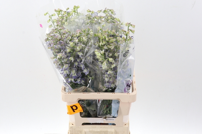<h4>Delph En Trick 70cm</h4>