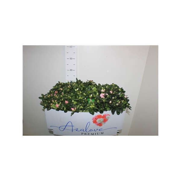 <h4>Rhodo Si Gem 5 Srt ** Diam 35cm **</h4>