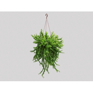 COLUMNEA TWISTER C21 SEM FLOR