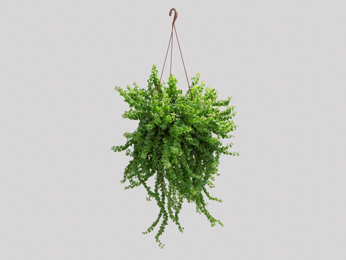 COLUMNEA TWISTER C21