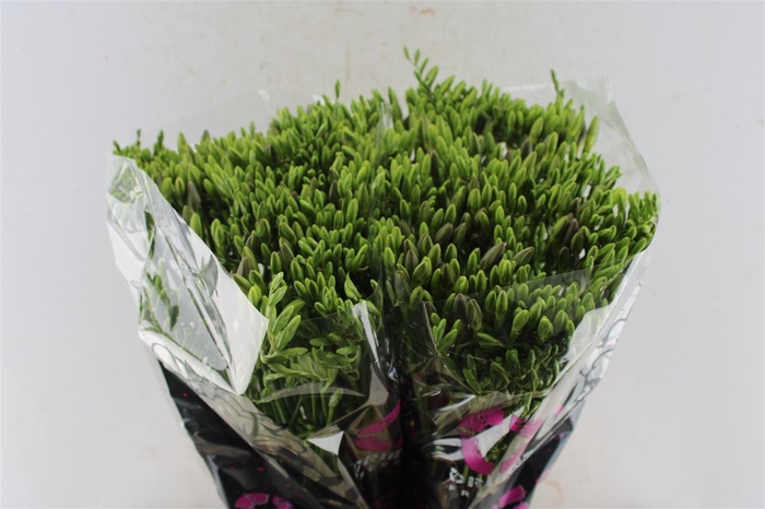 <h4>Fr En Blue Moon</h4>