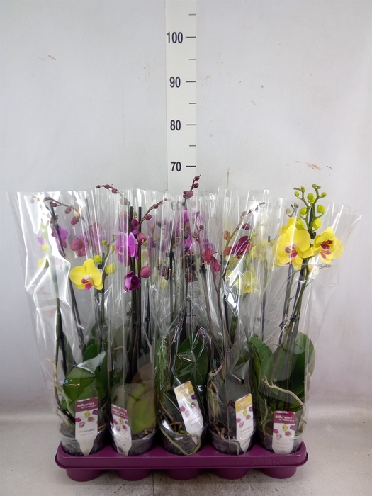 <h4>Phalaenopsis   ...mix 10</h4>